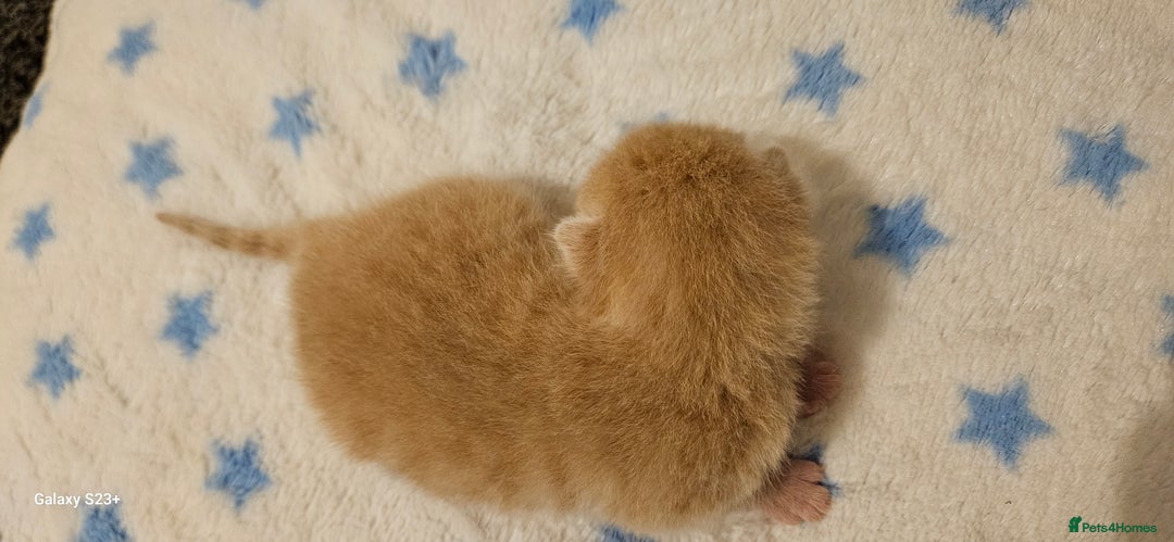Mixed Breed cats for sale: 5 Bengal x Kittens–Glitter Coats,Beautiful Colours - Image 18