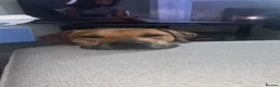 Mixed Breed dogs for sale: Name is zara in Chesterfield - Advert 2