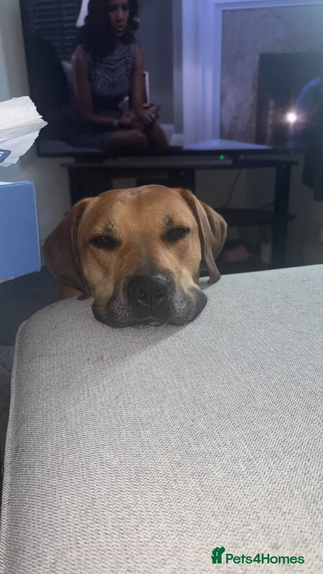 Mixed Breed dogs for sale: Name is zara in Chesterfield - Advert 2