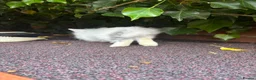 Lionhead rabbits for sale: Double Maned Lionhead READY TO LEAVE - Advert 4