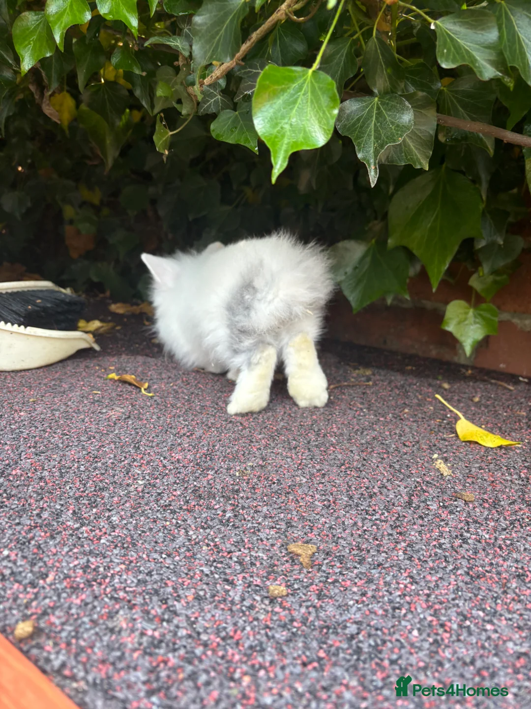 Lionhead rabbits for sale: Double Maned Lionhead READY TO LEAVE - Advert 4