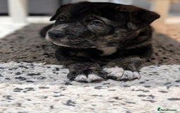 Mixed Breed dogs for sale: Two beautiful Staffy x Husky puppies  - Image 25