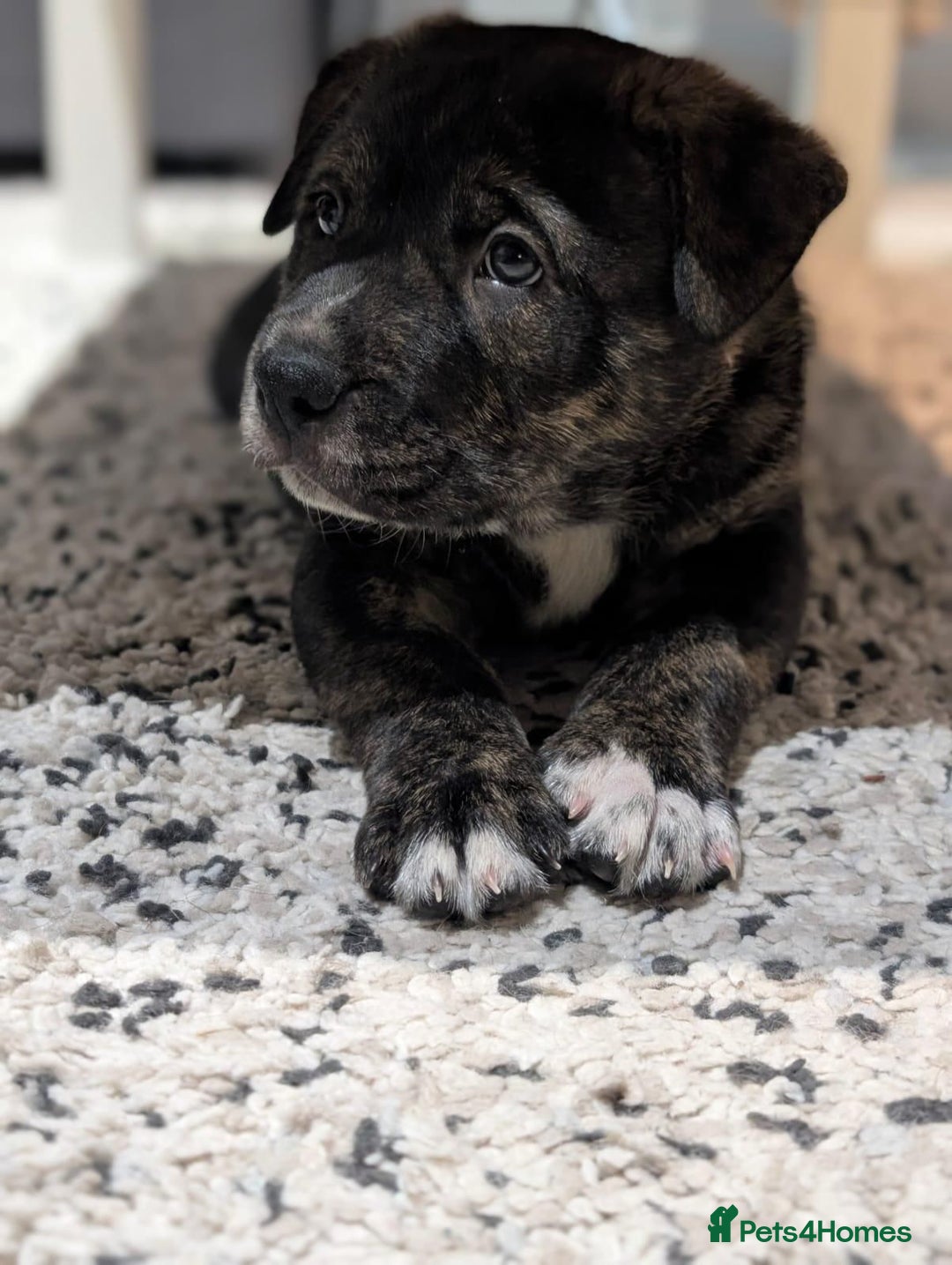 Mixed Breed dogs for sale: Two beautiful Staffy x Husky puppies  - Image 25