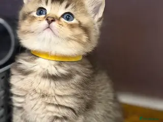 British Longhair cats British Longhair adorable kittens - Advert 5