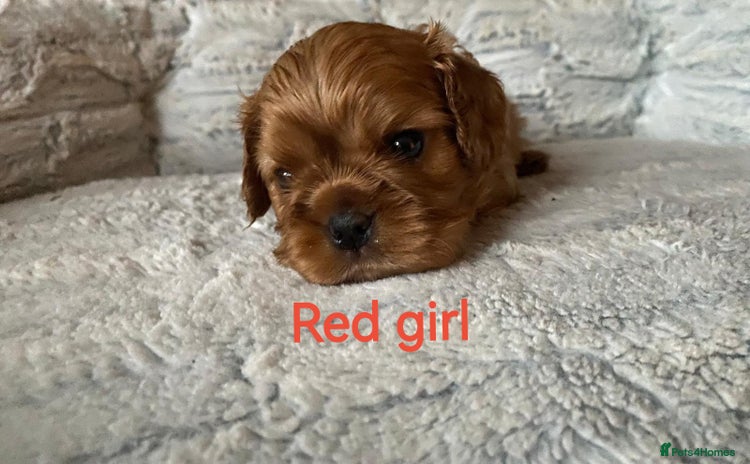Cavalier King Charles Spaniel dogs - Advert 1