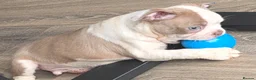 Boston Terrier dogs for sale: Ready now Stunning KC Boston Terrier puppies - Advert 21