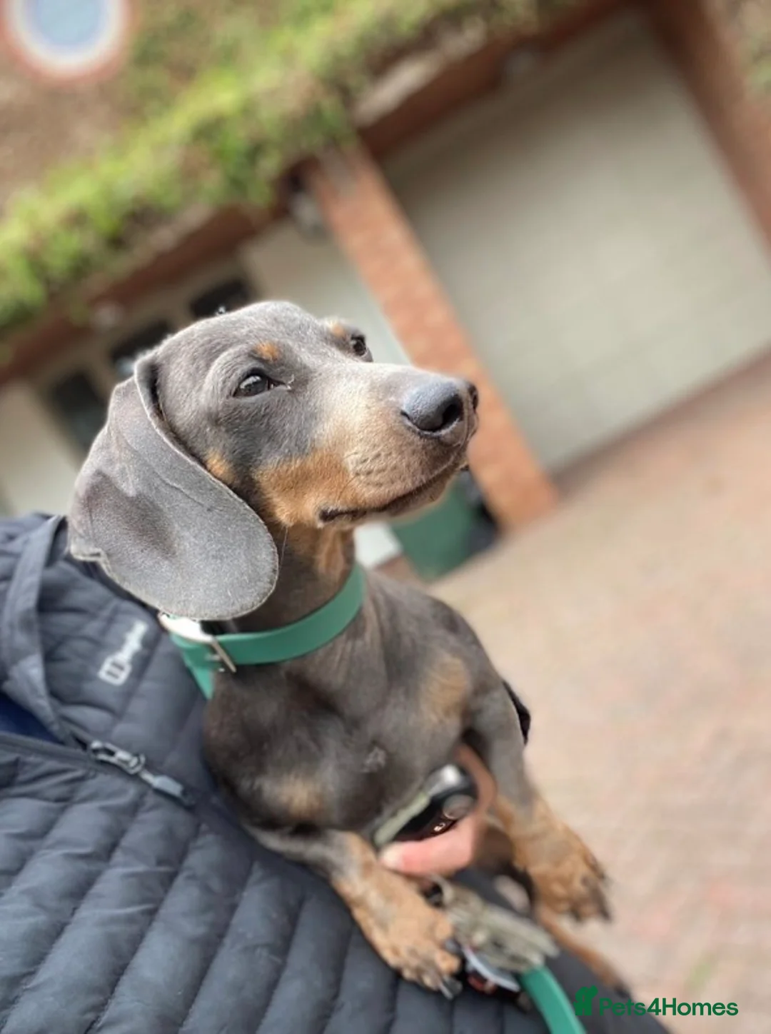 Miniature Dachshund dogs for stud: 🐾HUGO THE BOSS (KC REG & PRA CLEAR) PROVEN STUD🐾 in Manchester - Advert 2