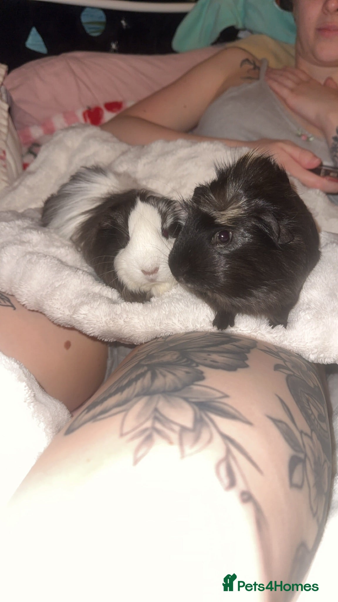 Guinea Pig rodents Guinea pigs - Advert 1