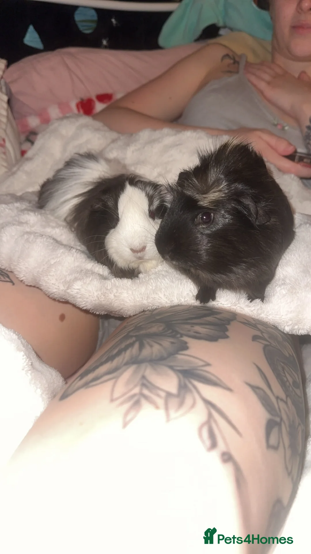 Guinea Pig rodents for sale: Guinea pigs in Bridlington - Advert 1