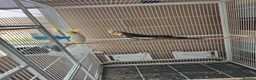 Cockatiels birds for sale: Pair of cockatiels with large flight cage  - Advert 2