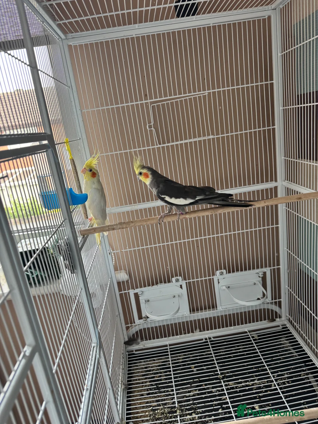 Cockatiels birds for sale: Pair of cockatiels with large flight cage  - Advert 2