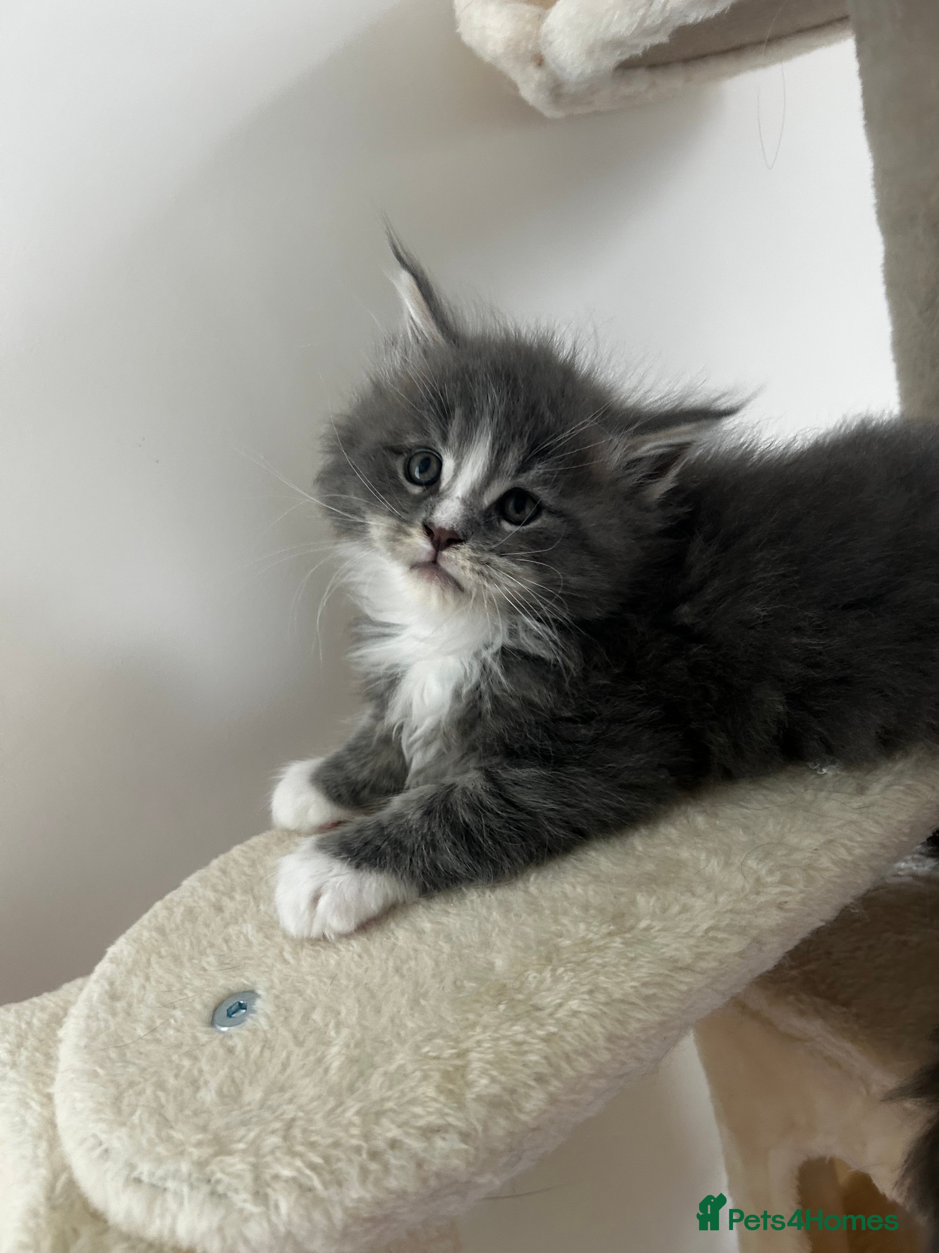 Maine Coon cats Find Your Purrfect Match! - Advert 1