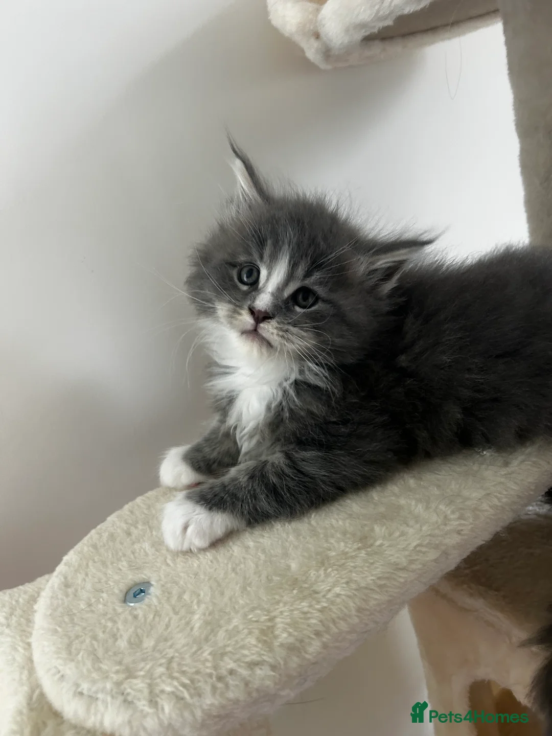 Maine Coon cats for sale: Find Your Purrfect Match! - Advert 1