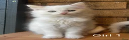 Turkish Angora cats for sale: Kittens available for loving homes - Advert 16