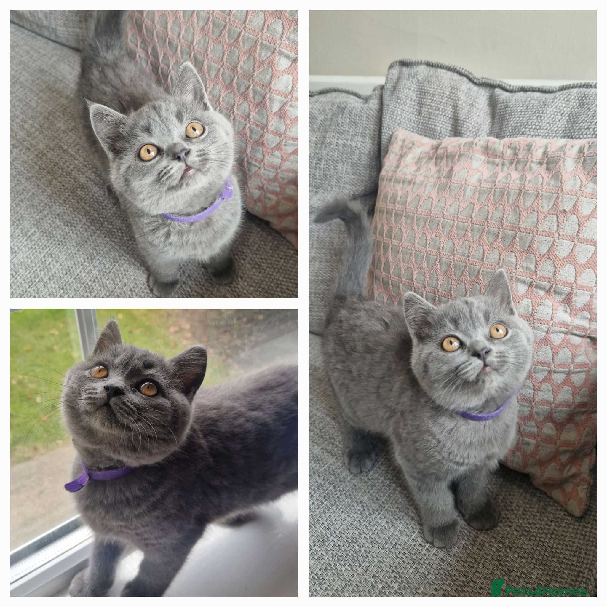 British Shorthair cats READY NOW GCCF PEDIGREE BRITISH SHORTHAIR KITTENS - Advert 2