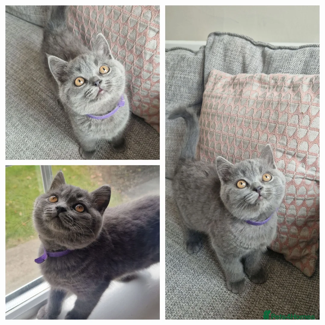 British Shorthair cats for sale: BRITISH SHORTHAIR KITTENS,GCCF PEDIGREE REGISTERED - Advert 1