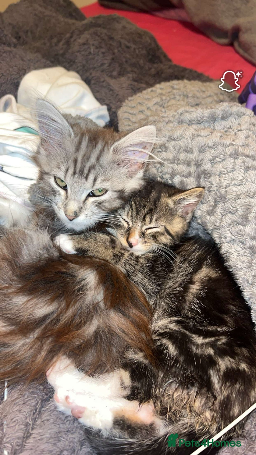 Domestic Shorthair cats for sale: 2 male kittens for sale.  - Image 3