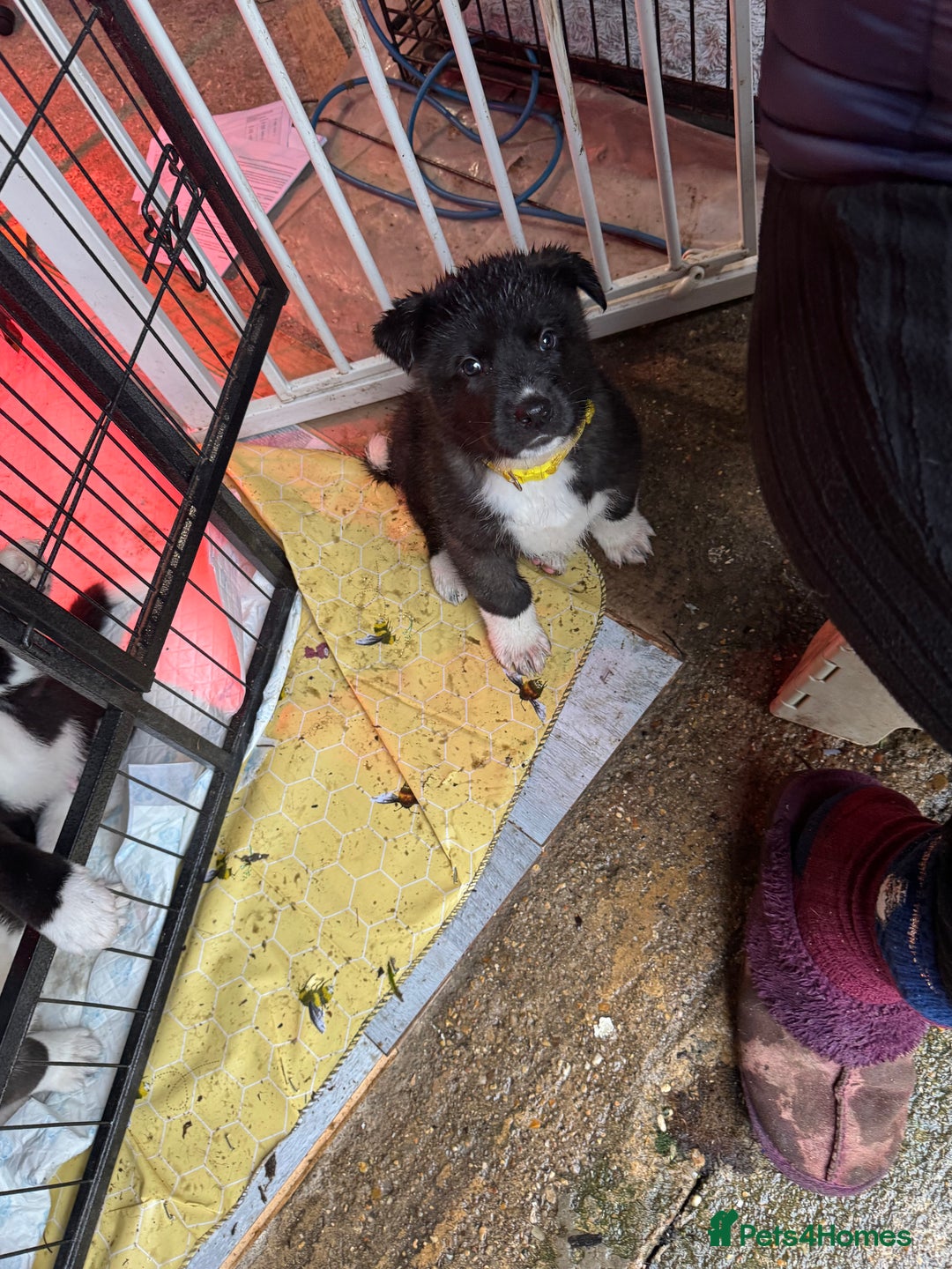 Akita dogs for sale: Black Mask American Akita Puppies - Advert 26