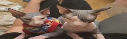 Sphynx cats for sale: Amazing blue eye sphynx program DBE TICA &GCCF  in London - Advert 7