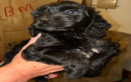 Cockapoo dogs for sale: Healthy beautiful puppies  - Advert 2