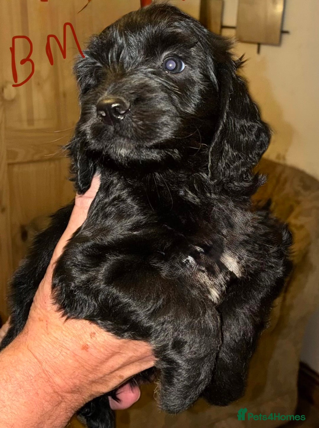 Cockapoo dogs for sale: Healthy beautiful puppies  - Advert 2