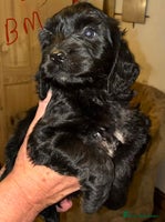 Cockapoo dogs Healthy beautiful puppies - Advert 5