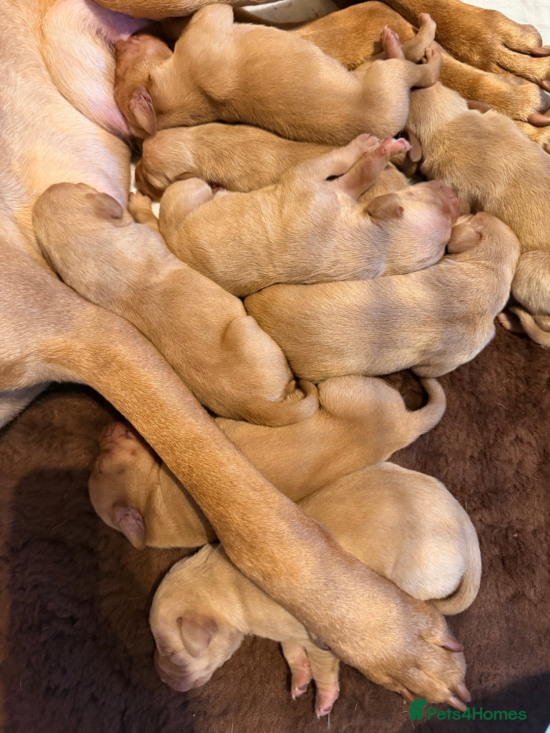 Hungarian Vizsla dogs for sale: DUAL PURPOSE FIELD & SHOW CHAMPIONS BRED PUPPIES - Advert 13