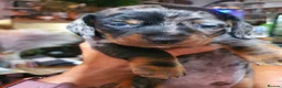 Dachshund dogs for sale: 2 Smooth Haired Dachsunds - Advert 4