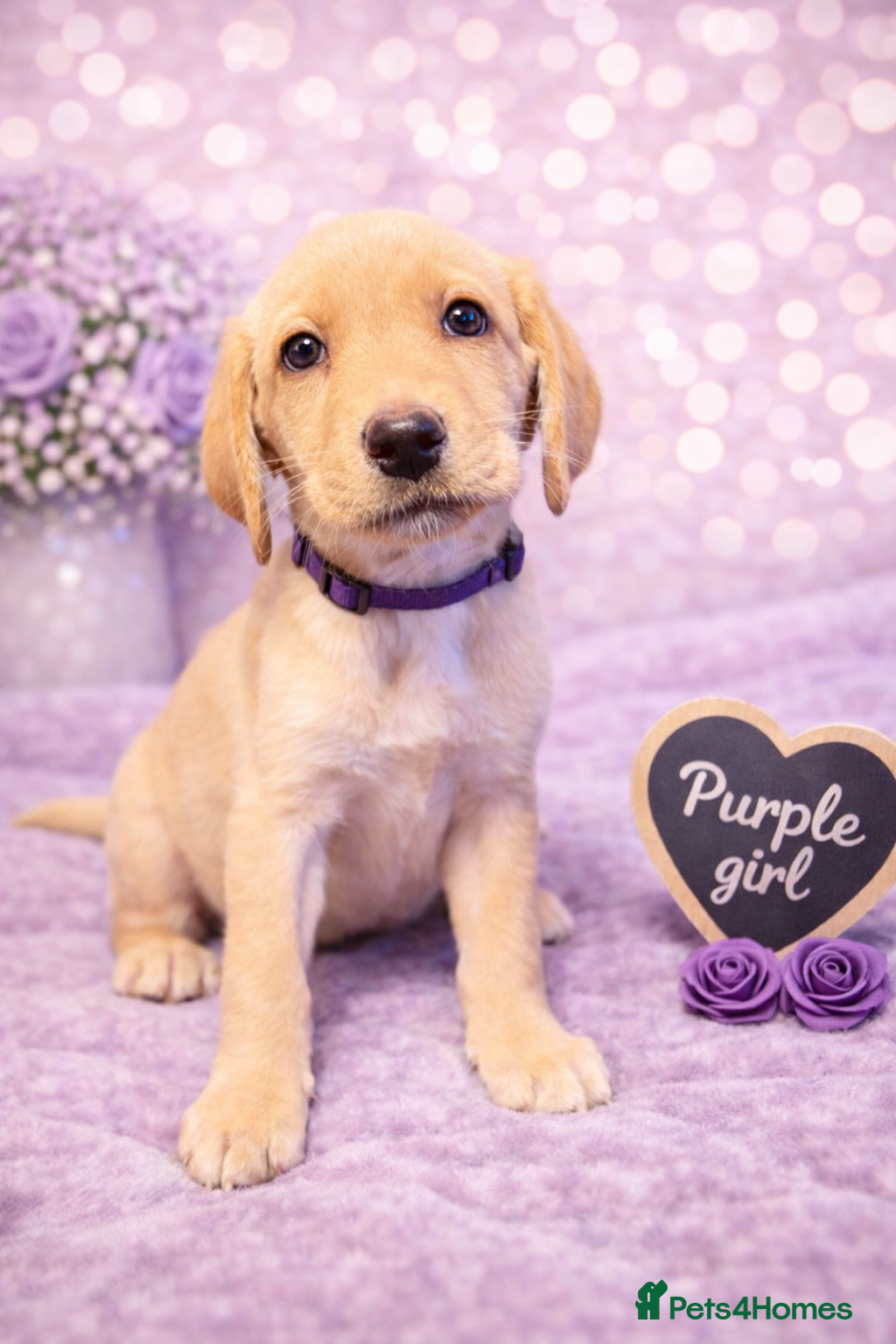 Labrador Retriever dogs KC Registered Labrador Puppies – Ready 14th March - Advert 15