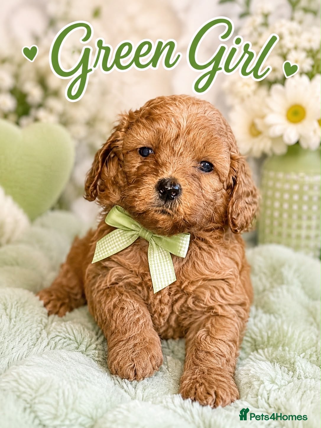 Cavapoo dogs Family Raised Cavapoo Puppies ready to Reserve!  - Advert 1