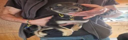 Mixed Breed dogs for sale: Beautiful lurcher puppies  in Rochford - Advert 3