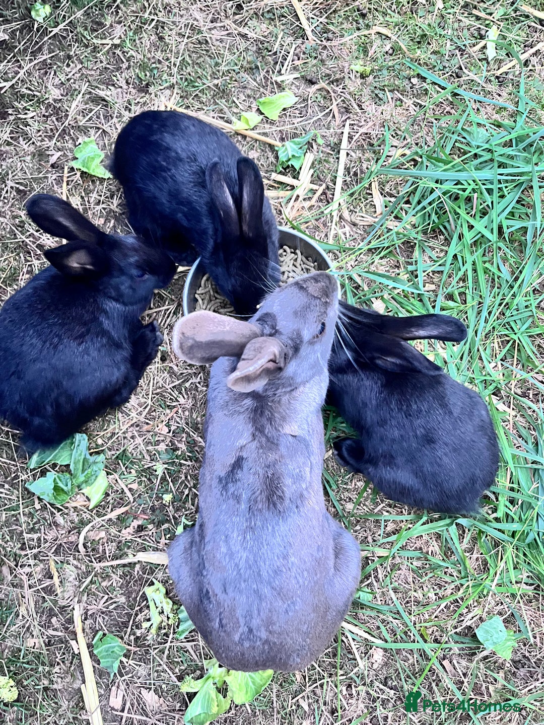 English rabbits for sale: New Zealand cross English babies - Image 10