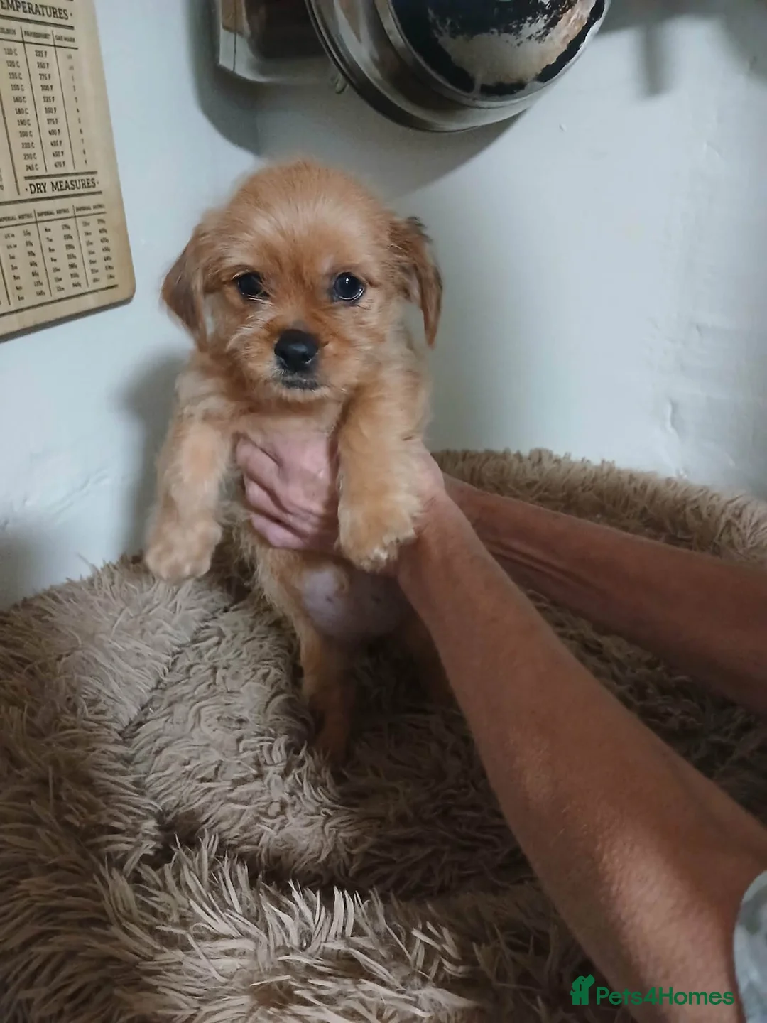 Mixed Breed dogs for sale: 4 Playful Schweenie's  in Maesteg - Advert 5