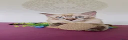 Bengal cats for sale: Snow White Bengal Male kitten Available.   - Advert 5