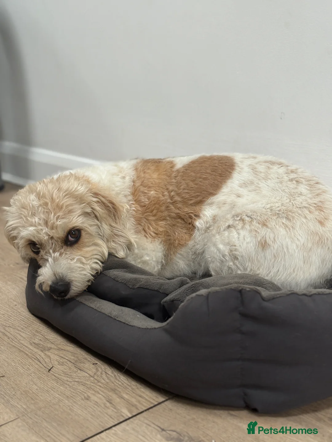 Mixed Breed dogs for sale: Lizzie - 4-year-old Beagle x Bichon Frisé, Dorset - Advert 2