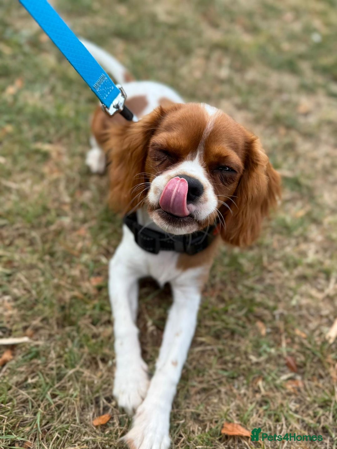 Cavalier King Charles Spaniel dogs for sale: 8 Month Old Girl  - Advert 2