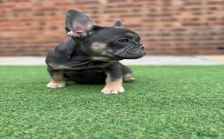 French Bulldog dogs - Advert 2