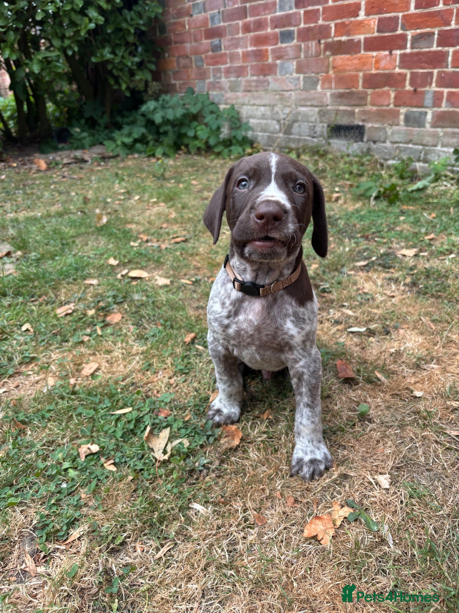 German Shorthaired Pointer dogs Lovely German shorthaired pointer pups Kc reg  - Advert 2