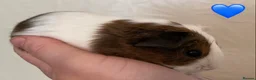 Guinea Pig rodents for sale: Gorgeous baby Guinea pigs - Advert 3