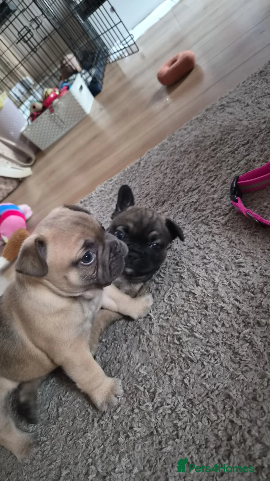 French Bulldog dogs for sale: 2 french bulldog puppies in Newcastle upon Tyne - Advert 2