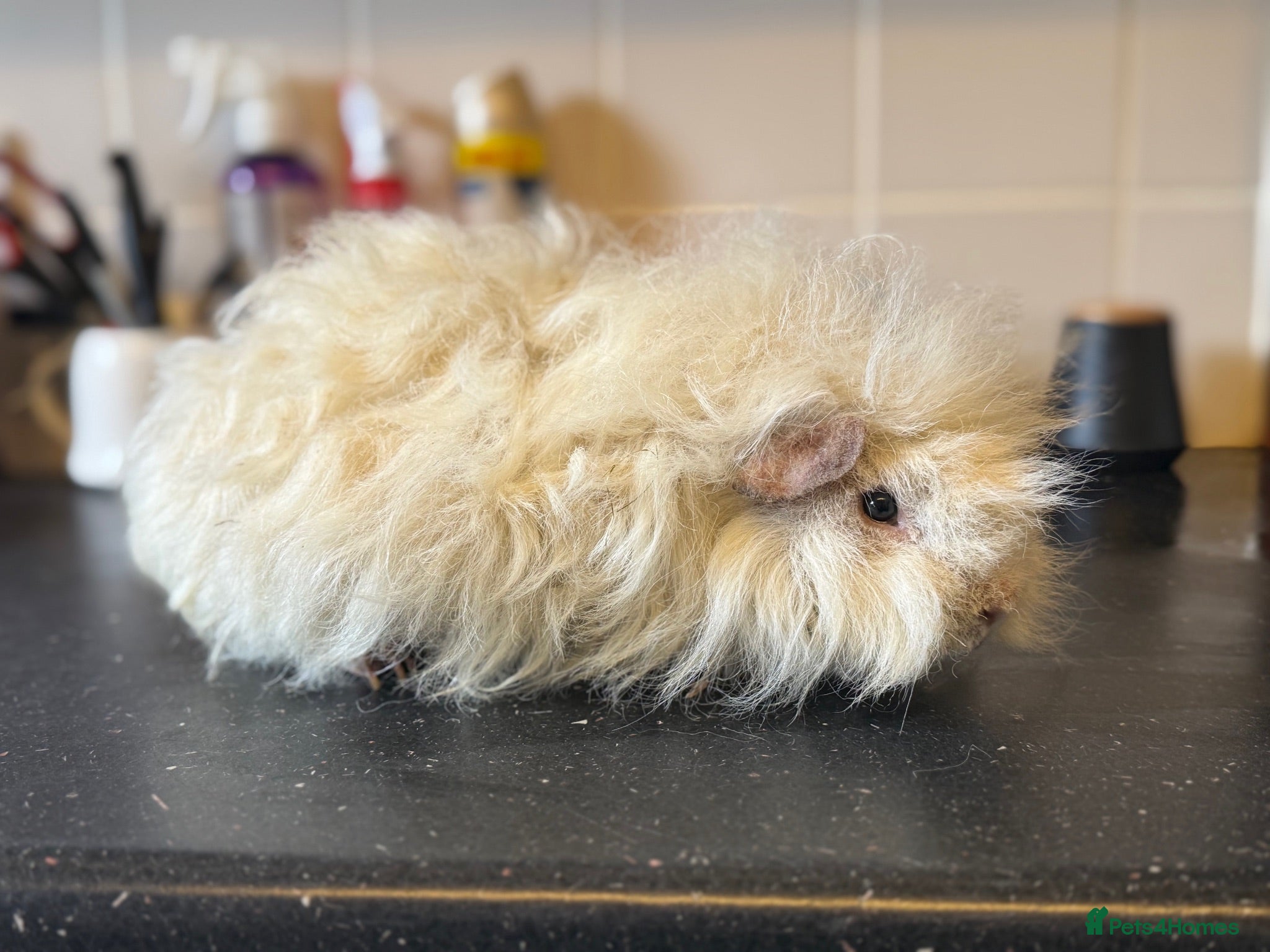 Guinea Pig rodents 2 male guinea pigs - Advert 1