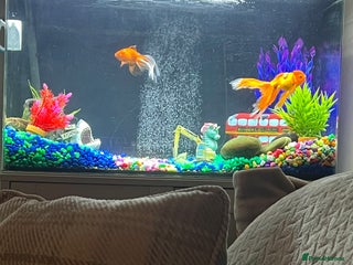 Goldfish fish Multiple fish - Advert 1