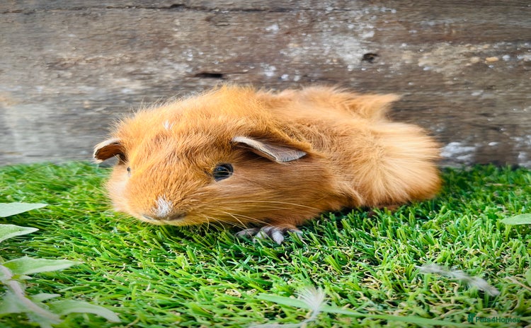 Guinea Pig rodents for sale - Advert 1