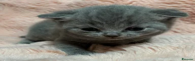 British Shorthair Kitten - blue 