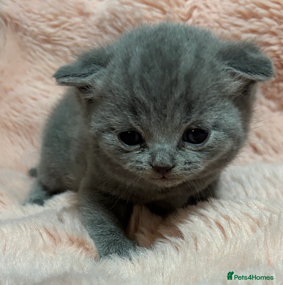 British Shorthair cats for sale: Beautiful British short hair kittens  - Advert 40