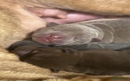 Shar Pei dogs for sale: Shar pei puppies - Image 5