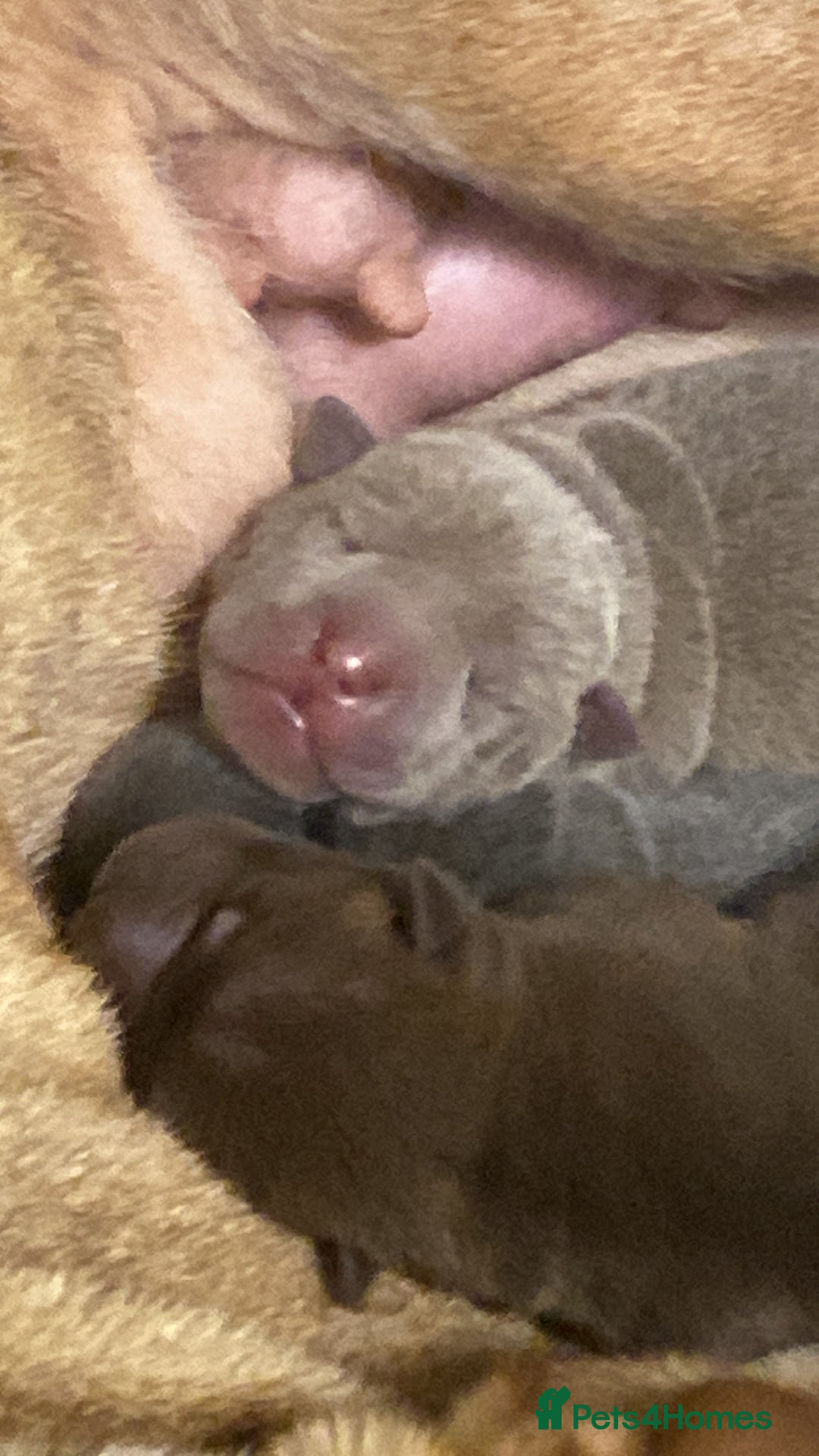 Shar Pei dogs for sale: Shar pei puppies - Image 5