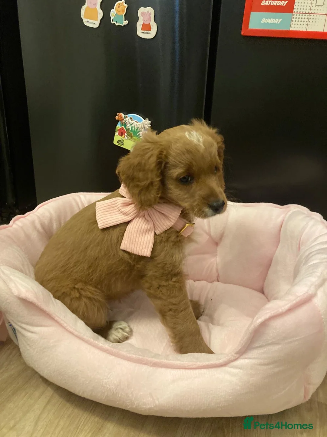 Mixed Breed dogs for sale: 12 week old Cavapoochon absolutely beautiful  - Advert 2