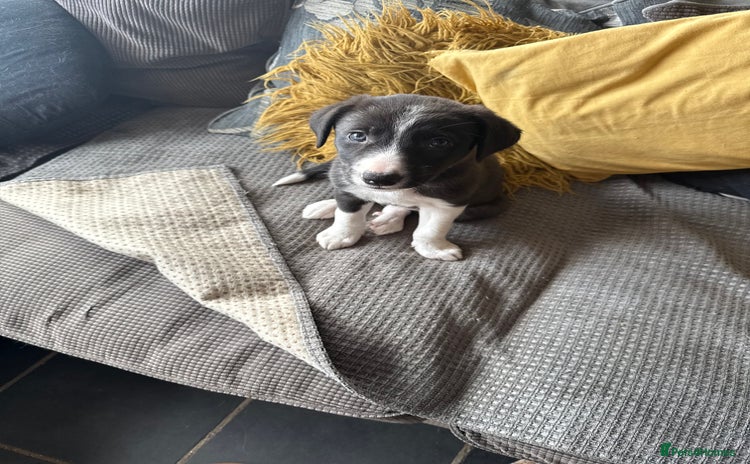 Border Collie dogs Border collie pups  - Advert 9