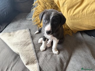Border Collie dogs Border collie pups - Advert 14